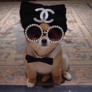 chanel dog